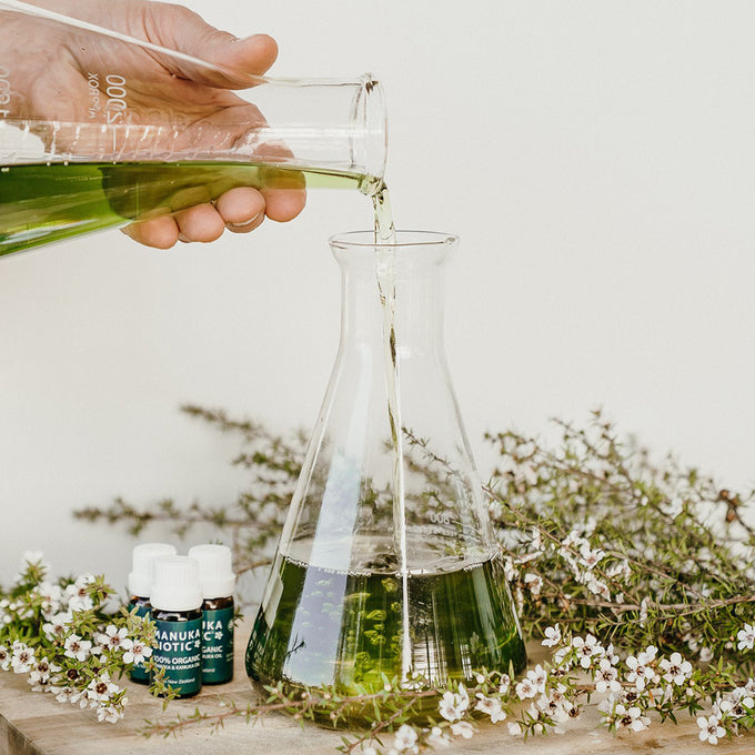  Fresh mānuka oil being poured from one glass beaker into another surrounded by mānuka flowers